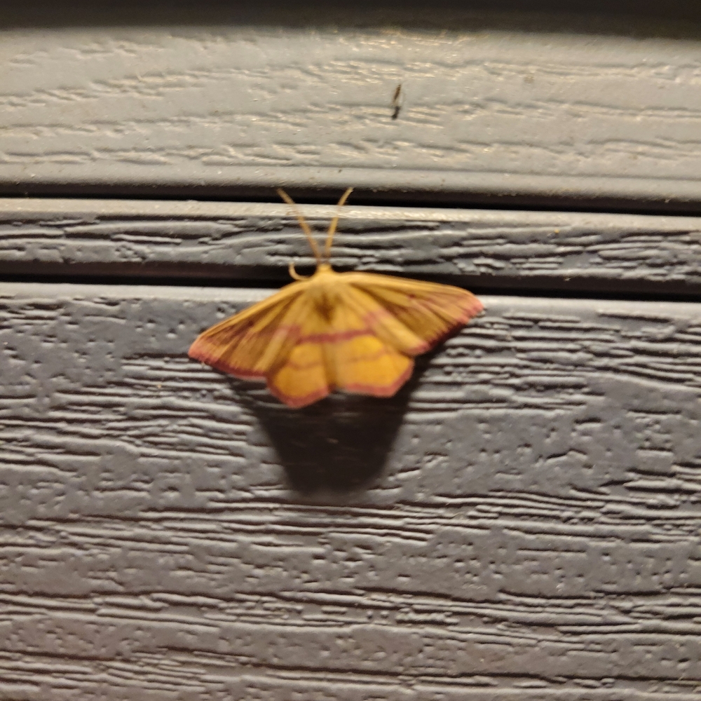 Vibrant Moth Wall Art